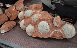 Nhặt đá dưới đất chơi không ngờ là vật quý hiếm 66 triệu năm