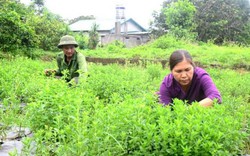 Giúp nông dân có thu nhập cao từ trồng cây dược liệu