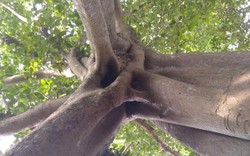 Cận cảnh cây đa cạnh đền thờ vua có “3 chân” độc nhất vô nhị