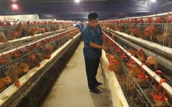 Nông dân Việt Nam xuất sắc: Anh chăn vịt trở thành tỷ phú trứng