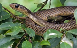 Ấn Độ: Đang nghỉ ngơi bị rắn cắn, nổi điên cắn nát con rắn