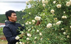 Chàng trai sở hữu vườn hoa hồng có chậu bán đến 150 triệu đồng