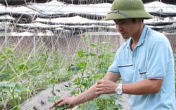 Hà Nội: Tín dụng cho nông nghiệp, nông thôn đạt 149.172 tỷ đồng