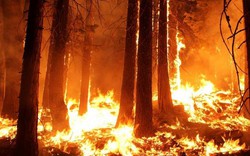 Nghị sĩ Nga muốn ném bom vào các đám cháy rừng để dập lửa