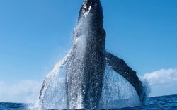 Khoảnh khắc cá voi lao lên mặt nước ngay sát con thuyền