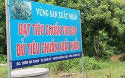 Nhãn Hưng Yên mất mùa, giá bán tăng vọt khiến nhiều nhà vườn trắng tay