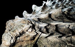 "Xác ướp khủng long" 110 triệu năm gần nguyên vẹn như lúc còn sống