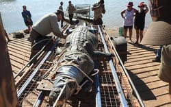 Úc: Cá sấu khổng lồ mò theo thuyền chở du khách, hôm sau bị tóm gọn