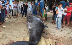 Khánh Hòa: Phát hiện xác cá voi nặng hơn 2 tấn, dài 6m dạt vào bờ