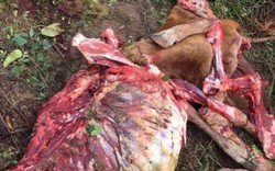 Gia Lai: Kinh hoàng bò mẹ mới đẻ bị trộm xẻ thịt còn trơ bộ xương