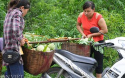 Đây chính là “đòn bẩy” giúp nông dân xứ Lạng nâng cao thu nhập