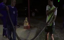 Video: Bắt hổ mang chúa khổng lồ dài 5m vừa nuốt sống kỳ đà