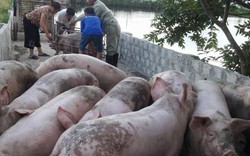 Giá heo hơi hôm nay 2/8: Thương lái săn lợn xuất Trung Quốc, C.P tăng 1.000 đồng/kg