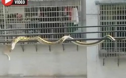 Rắn khổng lồ treo lơ lửng trên dây điện sát nhà dân ở TQ
