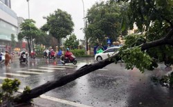 Ảnh: Hàng loạt cây xanh nghiêng đổ do bão số 3 ở Hà Nội