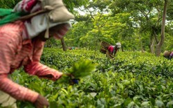 Mục sở thị loại trà quý hiếm: Đặc sản trà kỷ lục đắt nhất thế giới