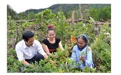 Quảng Nam: Loài chè mọc hoang ở đất vàng sa khoáng quý hiếm thế nào?