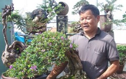 Đưa bonsai lên sân thượng, nông dân phố làm “lý lịch” cho linh sam