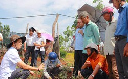 Gia Lai: Vườn dược liệu 10 tỷ đồng "khổng lồ" ở vùng tiêu chết