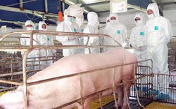 Bộ NN&PTNT hướng dẫn quy trình chăn nuôi lợn an toàn sinh học