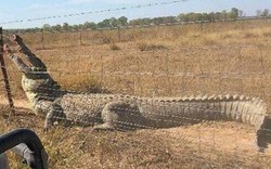 Úc: Choáng khi cá sấu dài 5 mét miệng đầy máu "đòi" vào vườn