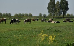 Di sản 145 năm kiến tạo sữa tươi Tiêu Chuẩn Hà Lan