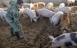 Bộ NN&PTNT hướng dẫn quy trình nuôi lợn an toàn sinh học (phần 2)