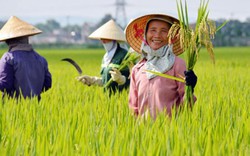 Không làm theo chuỗi, nông sản Việt dễ thua trên “sân nhà”