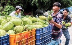 Giá mãng cầu xiêm tăng gấp đôi, nhà vườn lãi lớn