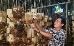 Đà Nẵng: Giữa thành phố trồng nấm này bán chạy như tôm tươi