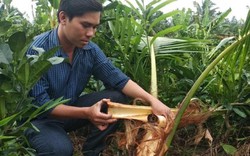 Vĩnh Long: Truy lùng "con vật lạ", nuốt chửng cả củ hũ dừa non