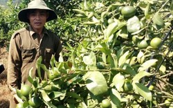 Chuyện lạ Lâm Đồng: Trồng "lung tung" ở vườn cà phê đâu ai chê