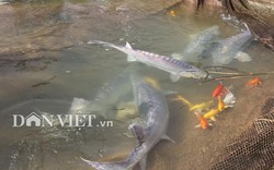 Giữa lòng hồ thủy điện Sơn La xem ngồn ngộn loài cá "tàu ngầm"