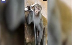 Khỉ uống nước và hành động nhỏ sau đó khiến nhiều người phải tự thấy xấu hổ