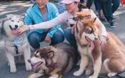 Hàng trăm loài cún cưng "độc" từ khắp nơi sẽ "tụ hội" ở Sài thành