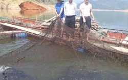 Lai Châu: "Thả" 1 tỷ đồng xuống hồ thủy điện, kéo lên toàn cá ngon
