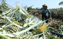 “Vị ngọt” nông thôn mới lan tỏa đất Vị Thanh