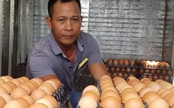 Nam Định có 1 tỷ phú nuôi gà đẻ vừa "nín thở" chờ giá trứng tăng
