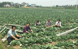 Gom đất trồng rau bán sang Nhật Bản, Đài Loan mà giàu nhất xã