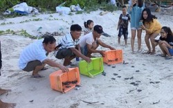 Quảng Nam: Hơn 1.700 trứng rùa Côn Đảo ấp nở ở Cù Lao Chàm