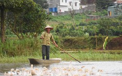 Không phải miền Tây, mùa nước nổi dân phố núi rủ nhau bắt cá, chăn vịt