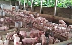 Trung Quốc "đói hàng", giá heo hơi cao, lợn Việt Nam được săn mua