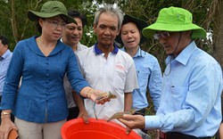 Kiên Giang: Nuôi tôm càng xanh nông dân có lời cao