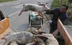 Trung Quốc và 100 ngày hành động quản lý dịch tả lợn châu Phi