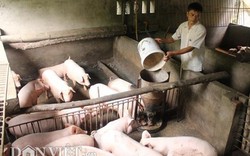 Giá heo hơi hôm nay 13/8: Giá lợn giống tăng lên 2 triệu đồng/con