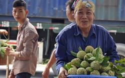 “Lên đời” na Chi Lăng theo chuẩn VietGAP, GlobalGAP