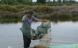 Cà Mau: Thả cua trong đầm tôm bị bỏ hoang, nhàn mà lời lớn