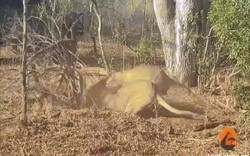 Video: Lợn rừng chui xuống lòng đất cố thủ, 2 chúa sơn lâm chui xuống lôi lên ăn thịt