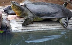 Loài "thủy quái" sông Mê Kông nguy cơ tuyệt chủng do đập thủy điện