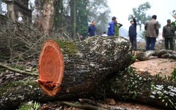 Diễn biến mới về thời gian đấu giá cây gỗ sưa từng được trả giá trăm tỷ ở Hà Nội